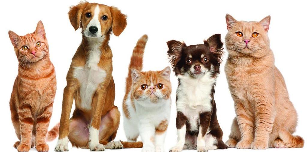 Доска объявлений о животных | ЗооТом - продажа, вязка и услуги для животных в Меленках