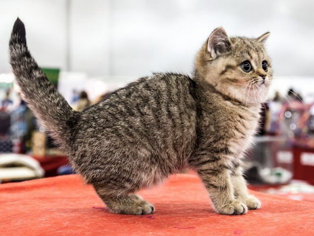 Породы кошек в Меленках | ЗооТом портал о животных