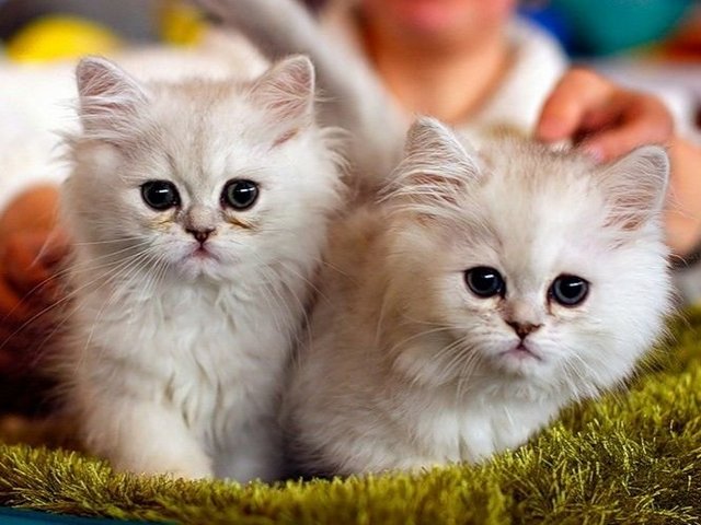 Породы кошек в Меленках | ЗооТом портал о животных