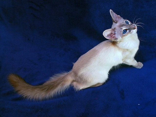 Выведенные породы кошек в Меленках | ЗооТом портал о животных