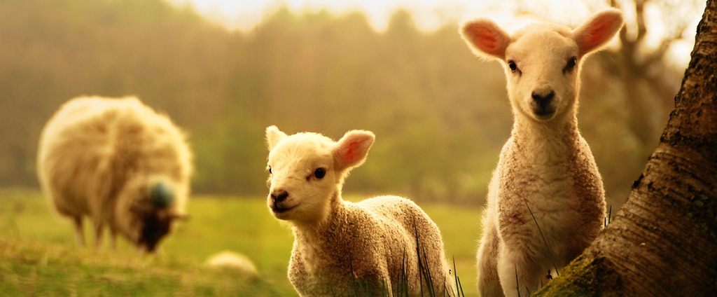 Объявления о сельскохозяйственных животных | ЗооТом - продажа, вязка и услуги для животных в Меленках