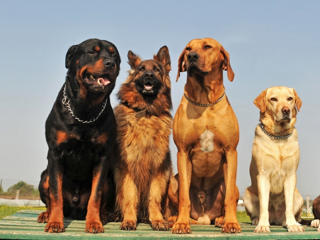 Крупные породы собак в Меленках | ЗооТом портал о животных